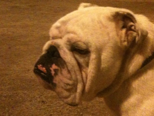 Brutus
Bulldog Inglñes macho 3 años